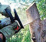 Best Tree Health Inspection  in Warrenton, GA