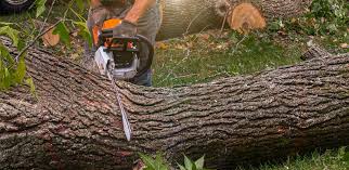 Best Weed Control  in Warrenton, GA