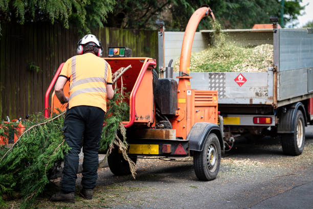 Best Stump Grinding and Removal  in Warrenton, GA