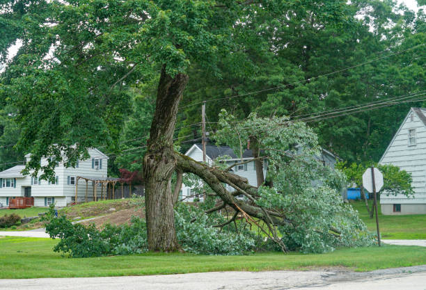How Our Tree Care Process Works  in  Warrenton, GA
