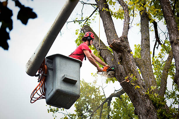 Professional Tree Services in Warrenton, GA